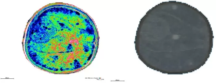 Spatial distribution and segmentation maps at 5μm